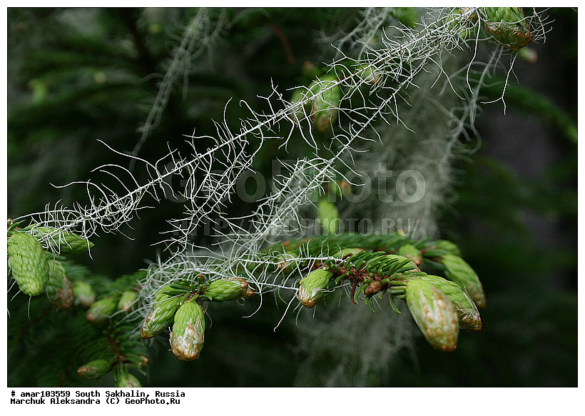 ����� �������, �������, ����, ������� ������, ������