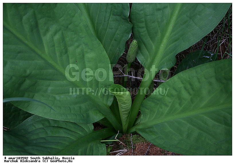 ����� �������, �������, ����, ������� ������, ������