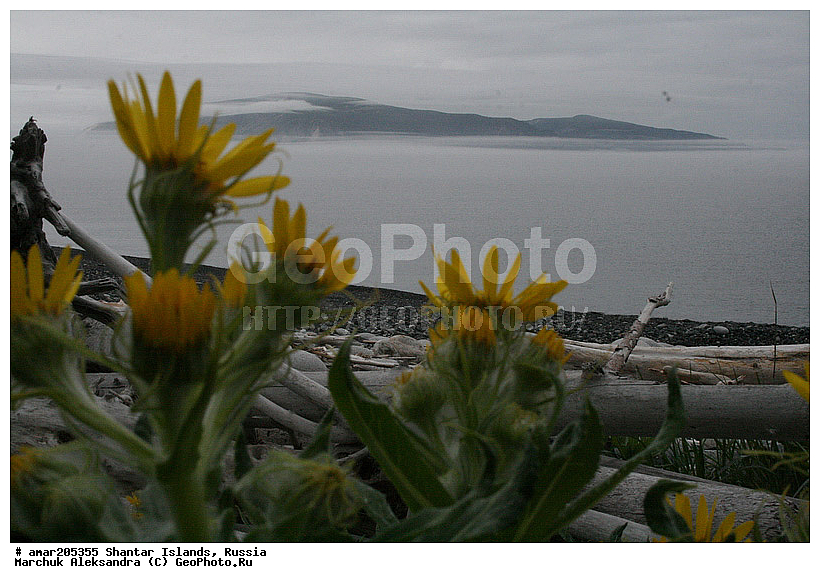 ����������� ����, �������� ����, ���������� �������, ������ ����������, �������, ������ ��������, �����, ���������� ��������, ������������ ��������, ������������ ��������, ������, �����, XYZ, ��������, �������������, Asteraceae, Compositae, ���������� ��������������, ���������� ������������, Senecio pseudoarnica, Senecio pseudo-arnica, Arnica maritima