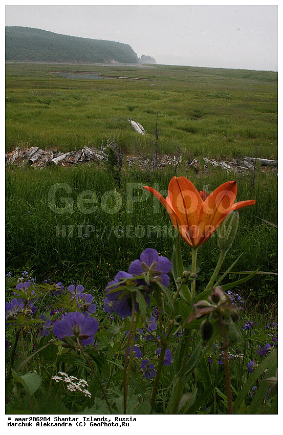 ����������� ����, �������� ����, ���������� �������, ������ ������� ������, ����� ���� ������� �����, �������, ������ ��������, �����, ���������� ��������, ������������ ��������, ������������ ��������, ������, �����, XYZ, ��������, Liliaceae, ����� ��������������, ����� ��������, ����� �����������, Lilium pensylvanicum, Lilium dauricum, Lilium maculatum ssp. dauricum, Lilium pensylvanicum ssp. sachalinense, Lilium sachalinense