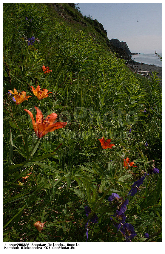 ����������� ����, �������� ����, ���������� �������, ������ ������� ������, ����� ���� ������� �����, �������, ������ ��������, �����, ���������� ��������, ������������ ��������, ������������ ��������, ������, �����, XYZ, ��������, Liliaceae, ����� ��������������, ����� ��������, ����� �����������, Lilium pensylvanicum, Lilium dauricum, Lilium maculatum ssp. dauricum, Lilium pensylvanicum ssp. sachalinense, Lilium sachalinense