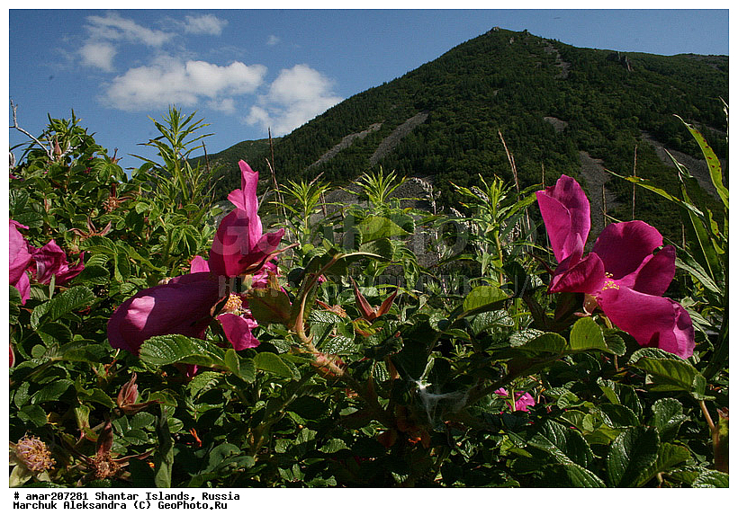 ����������� ����, �������� ����, �������� �����, ����� �������, �������