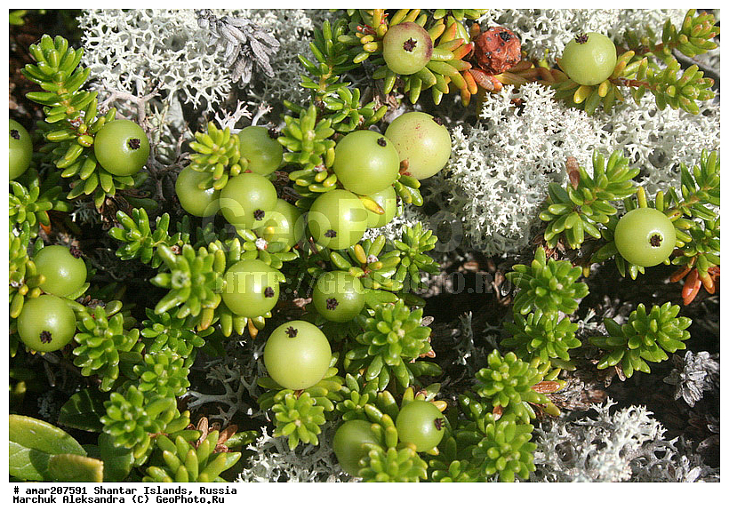 ����������� ����, �������� ����, ���������� ����, ����� �������, �������, ������ ��������, �����, ���������� ��������, ������������ ��������, ������������ ��������, �����, ������, ����, �����, XYZ, ����������, Ericaceae, �������� ������, ����� ������, ����� ������, �����, �������� ������, �������� ������, �������� ������, Empetrum nigrum