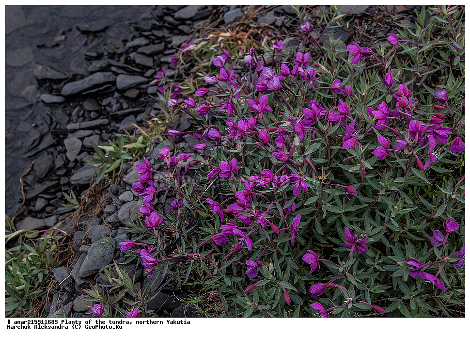 ��������, ������, ������, �������� ������