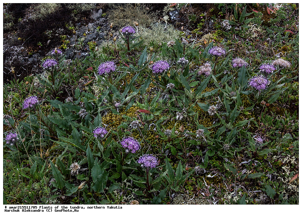 ��������, ������, ������, �������� ������