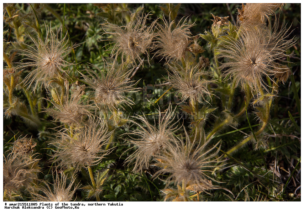 ��������, ������, ������, �������� ������