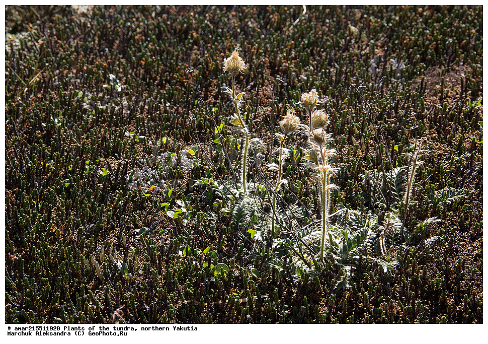 ��������, ������, ������, �������� ������