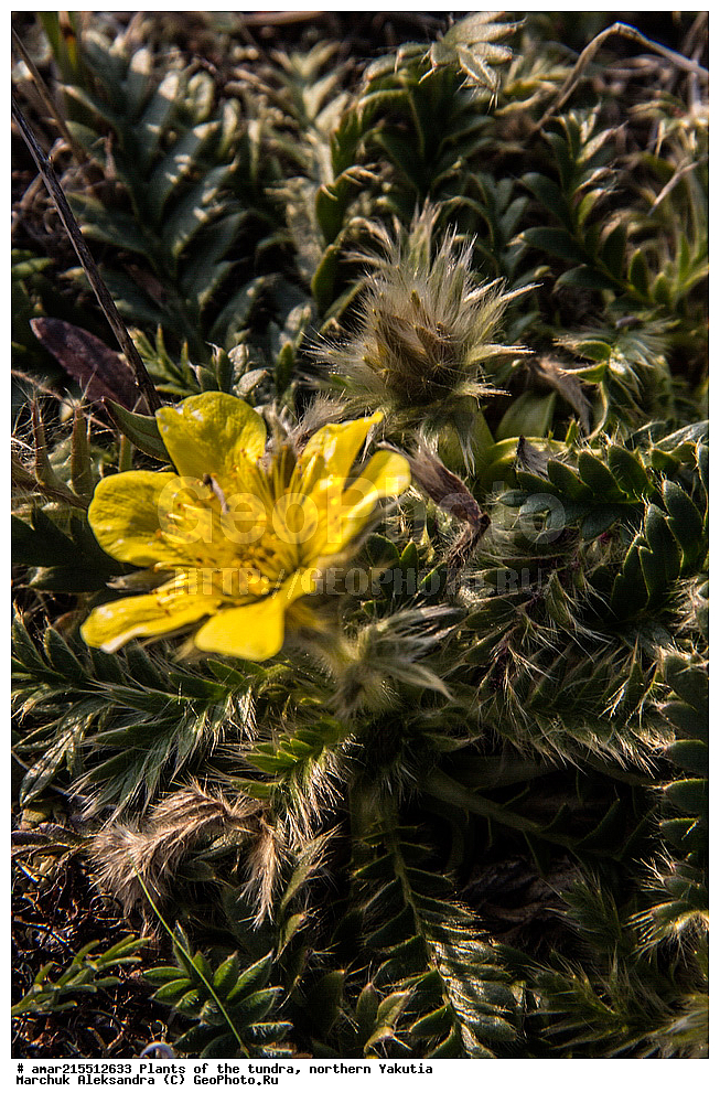 ��������, ������, ������, �������� ������