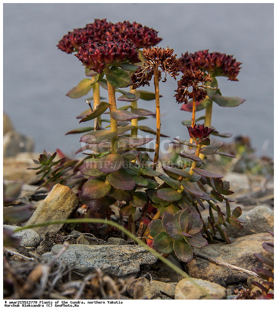 ��������, ������, ������, �������� ������