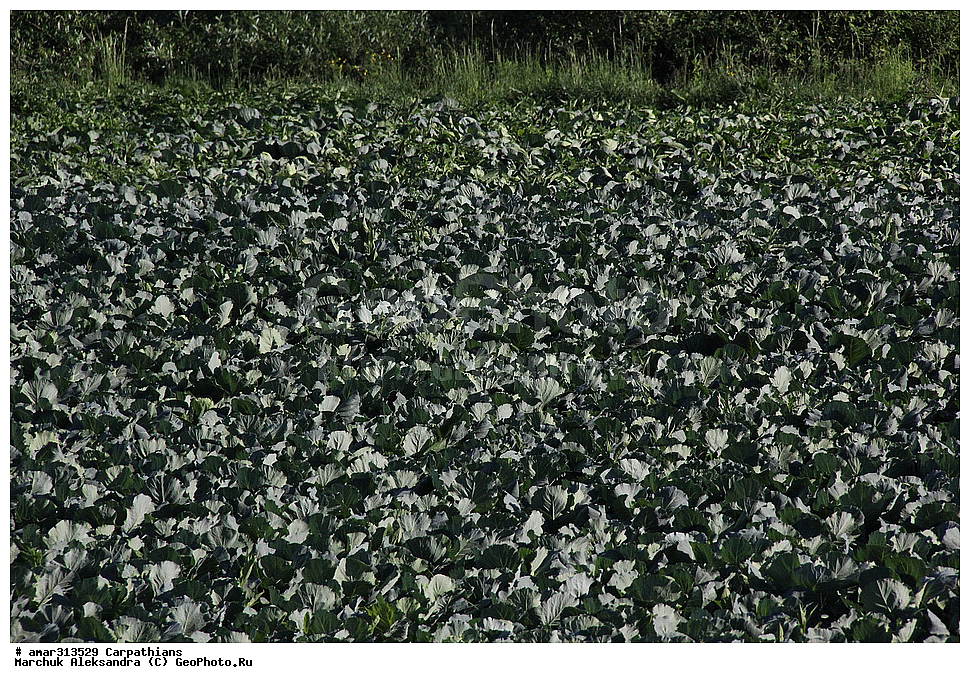 �������, �������, ����������