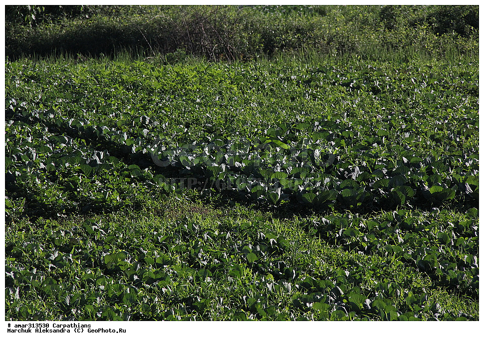 �������, �������, ����������