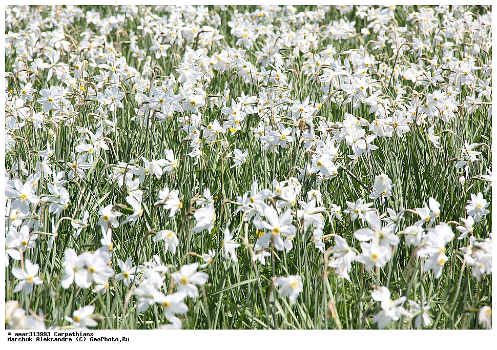 �������, �������, ������ ���������, ������ ��������, �����, ���������� ��������, ������������ ��������, ������������ ��������, ������, �����, XYZ, �������������, Amaryllidaceae, ������� �����������, Narcissus angustifolius, Narcissus poeticus ssp. angustifolius, Narcissus poeticus ssp. radiiflorus, Narcissus radiiflorus, ������ ��������, �����, ���������� ��������, ������������ ��������, ������������ ��������, ������, �����, XYZ, �������������, Amaryllidaceae, ������� �����������, Narcissus angustifolius, Narcissus poeticus ssp. angustifolius, Narcissus poeticus ssp. radiiflorus, Narcissus radiiflorus