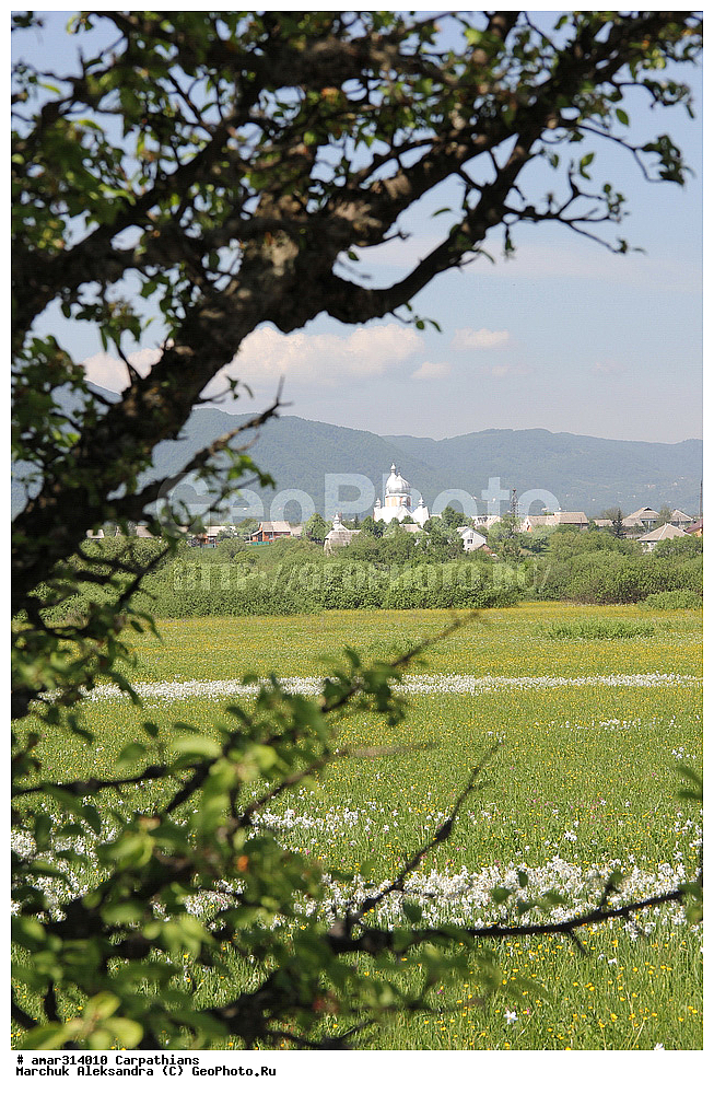 �������, �������, ������ ���������, ������ ��������, �����, ���������� ��������, ������������ ��������, ������������ ��������, ������, �����, XYZ, �������������, Amaryllidaceae, ������� �����������, Narcissus angustifolius, Narcissus poeticus ssp. angustifolius, Narcissus poeticus ssp. radiiflorus, Narcissus radiiflorus, ������ ��������, �����, ���������� ��������, ������������ ��������, ������������ ��������, ������, �����, XYZ, �������������, Amaryllidaceae, ������� �����������, Narcissus angustifolius, Narcissus poeticus ssp. angustifolius, Narcissus poeticus ssp. radiiflorus, Narcissus radiiflorus