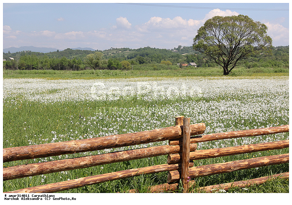 �������, �������, ������ ���������, ������ ��������, �����, ���������� ��������, ������������ ��������, ������������ ��������, ������, �����, XYZ, �������������, Amaryllidaceae, ������� �����������, Narcissus angustifolius, Narcissus poeticus ssp. angustifolius, Narcissus poeticus ssp. radiiflorus, Narcissus radiiflorus, ������ ��������, �����, ���������� ��������, ������������ ��������, ������������ ��������, ������, �����, XYZ, �������������, Amaryllidaceae, ������� �����������, Narcissus angustifolius, Narcissus poeticus ssp. angustifolius, Narcissus poeticus ssp. radiiflorus, Narcissus radiiflorus