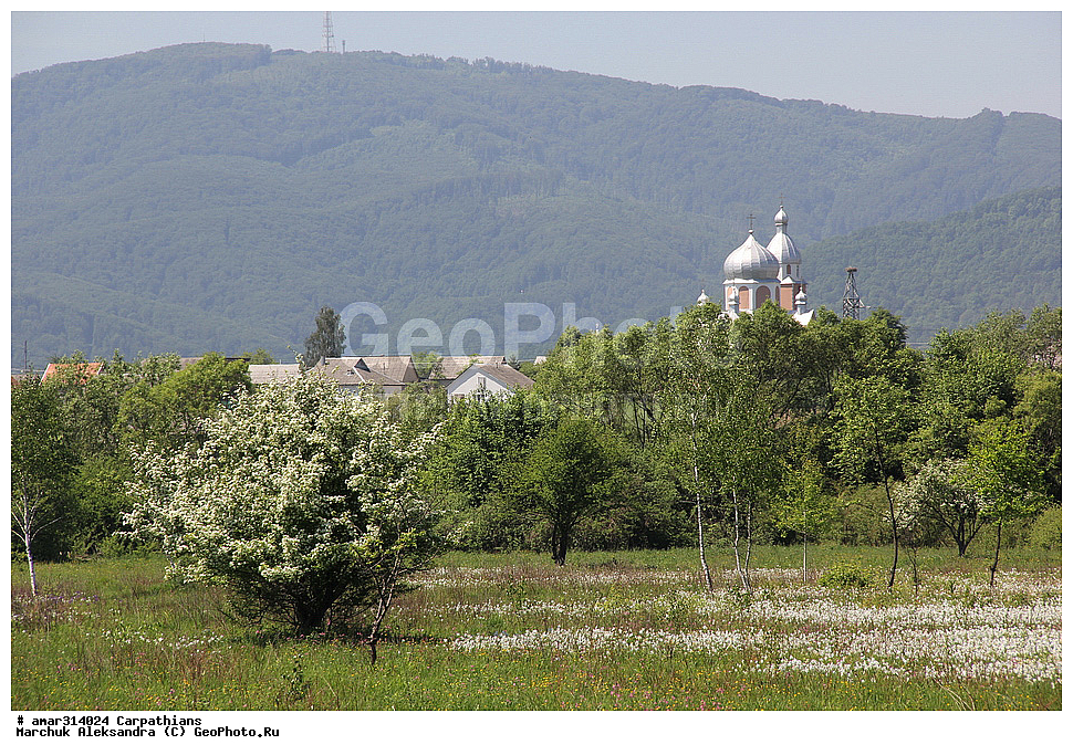 �������, �������, ������ ���������, ������ ��������, �����, ���������� ��������, ������������ ��������, ������������ ��������, ������, �����, XYZ, �������������, Amaryllidaceae, ������� �����������, Narcissus angustifolius, Narcissus poeticus ssp. angustifolius, Narcissus poeticus ssp. radiiflorus, Narcissus radiiflorus, ������ ��������, �����, ���������� ��������, ������������ ��������, ������������ ��������, ������, �����, XYZ, �������������, Amaryllidaceae, ������� �����������, Narcissus angustifolius, Narcissus poeticus ssp. angustifolius, Narcissus poeticus ssp. radiiflorus, Narcissus radiiflorus