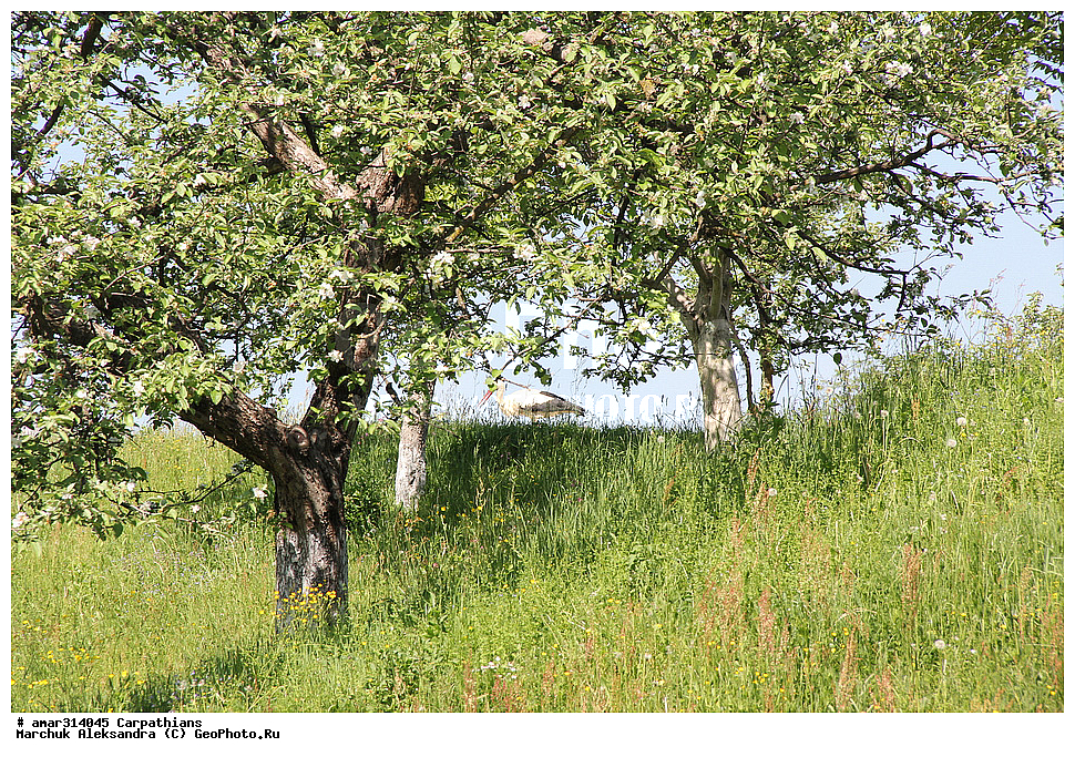 �������, �������, ����������