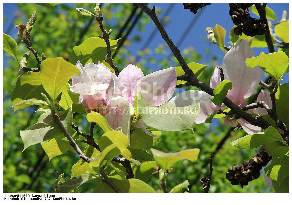 �������, �������, ����������