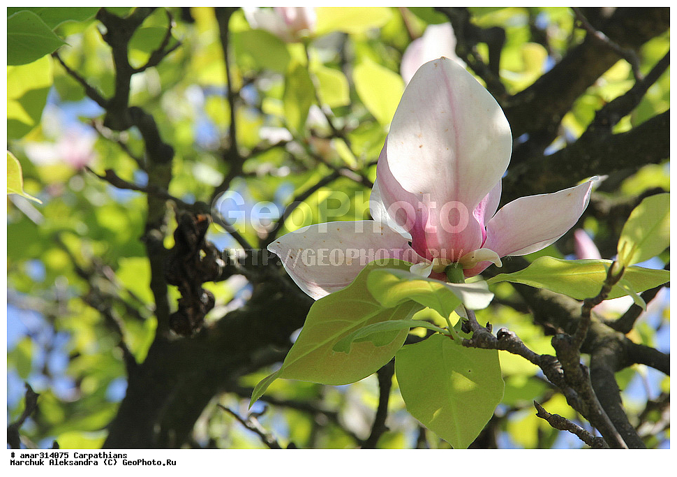 �������, �������, ����������