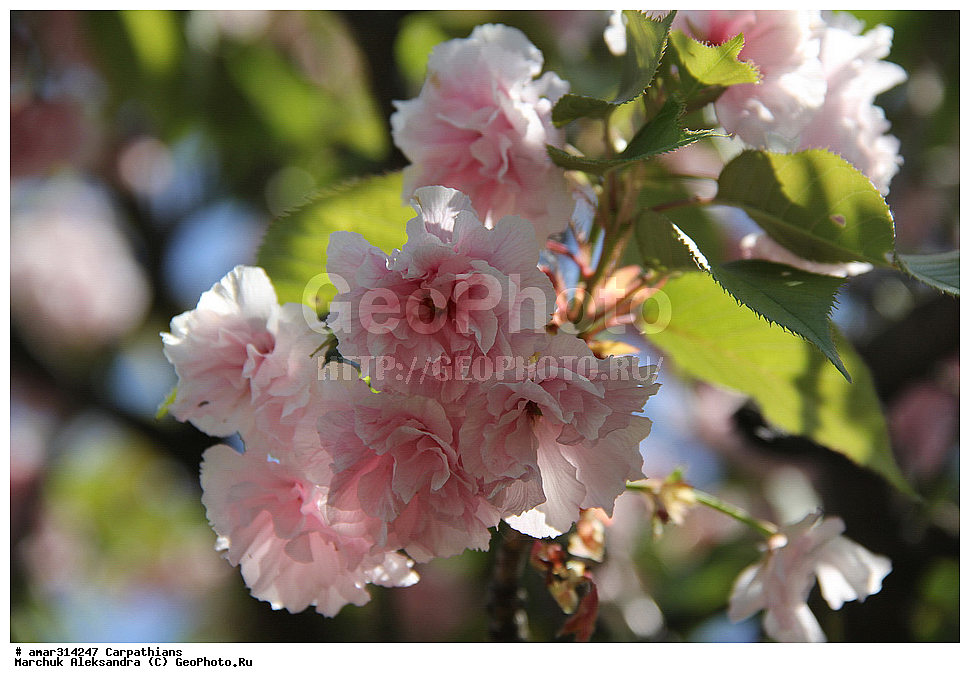 �������, �������, ����������