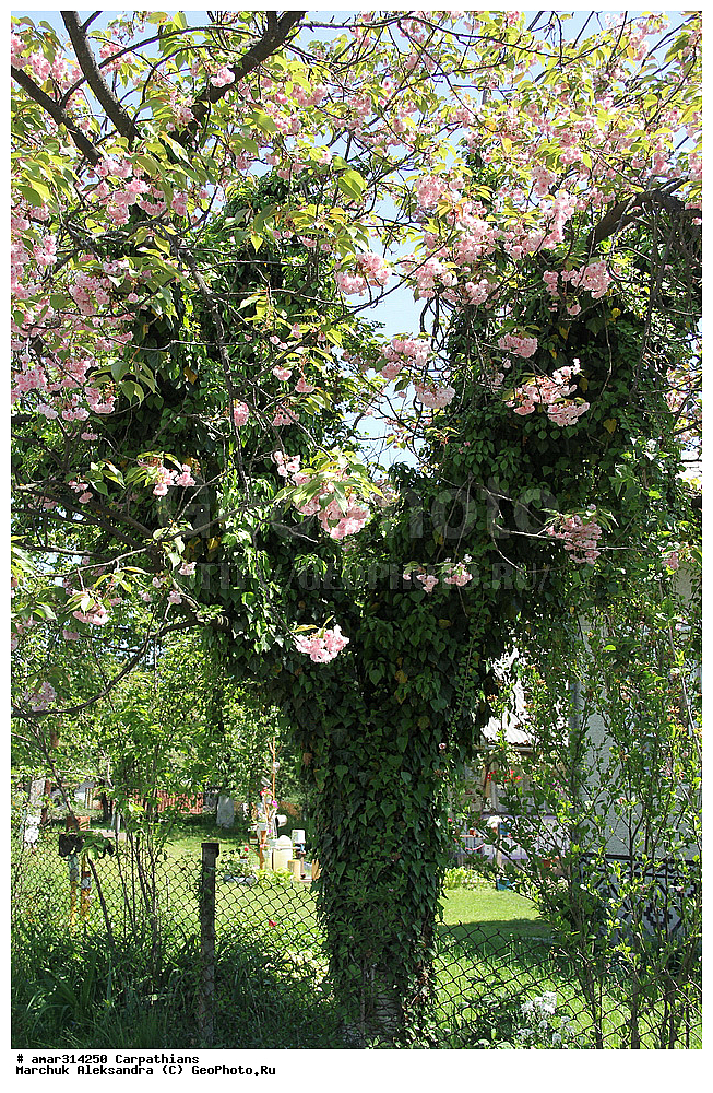 �������, �������, ����������