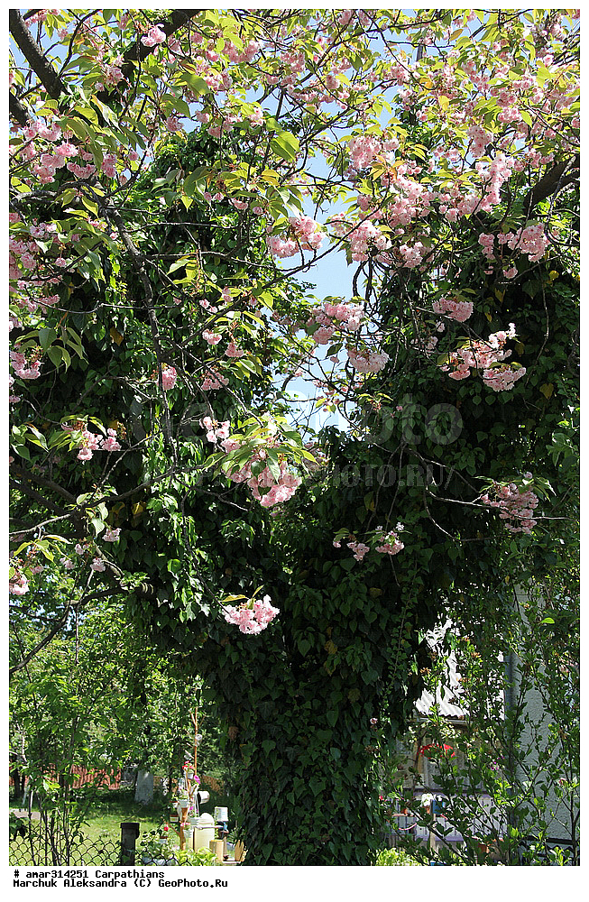 �������, �������, ����������