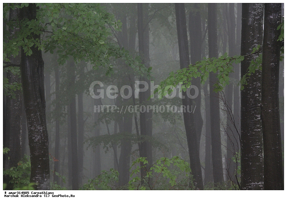 �������, �������, ����������