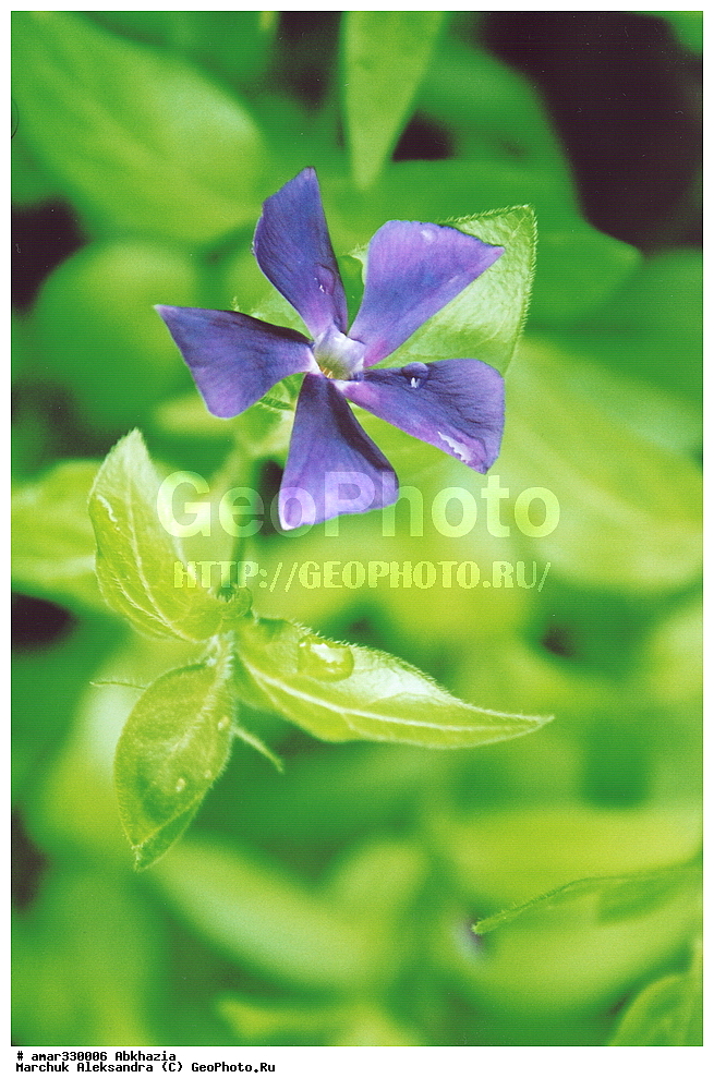 �������, ���������� �������, ������