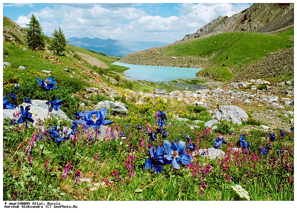 ������� �����, ������ �������, ������� �����, ������� ������, �����, ������, ������ ��������, �����, ���������� ��������, ������������ ��������, ������������ ��������, ������, �����, XYZ, ���������, Ranunculaceae, �������� ����������, �������� ������, ��������� ����������, Aquilegia glandulosa