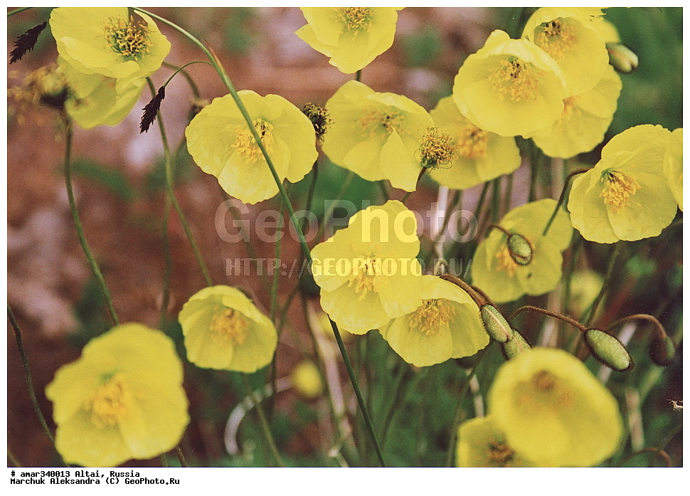 ������� �����, ������ �������, ������� �����, ������� ������, �����, ������