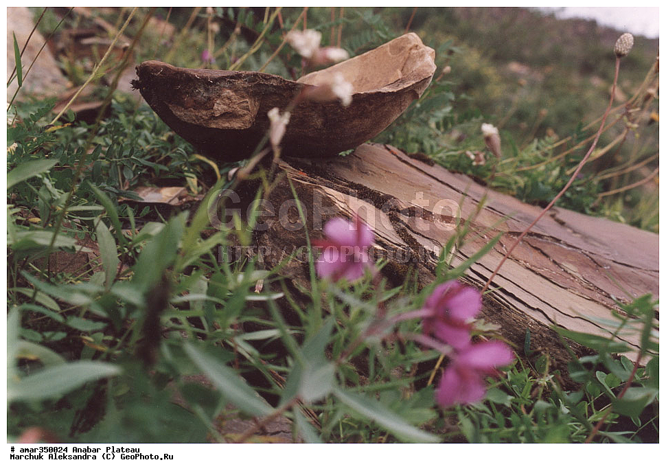 ������������ ����, ���������� �����, ������������� ���������, ������������