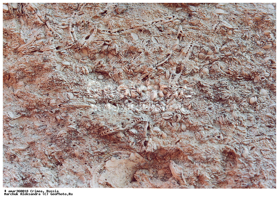 �������� ����������, ����, ������, �������������