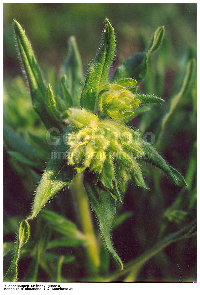 �������� ����������, ����, ������, ������ ��������, �����, ��������, ���������� ��������, ������������ ��������, ������, �����