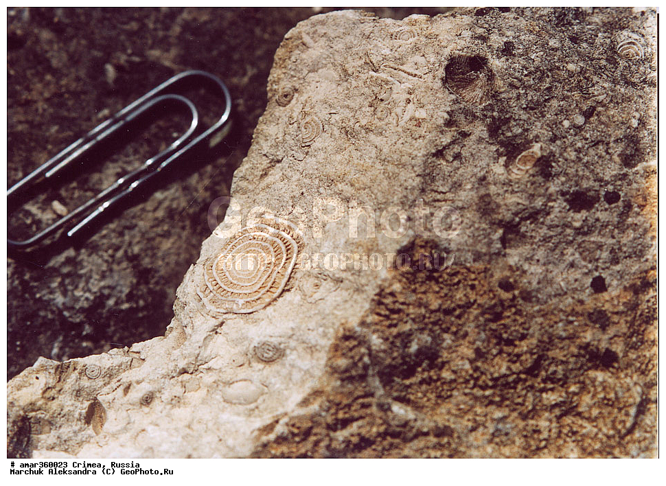 �������� ����������, ����, ������, �������������