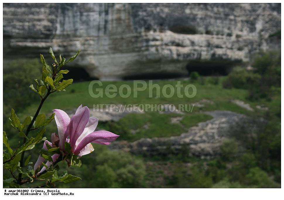 �������� ����������, ����, ������, ������ ��������, �����, ��������, ���������� ��������, ������������ ��������, ������, �����, ������, ��������, ������������ ��������, XYZ, �����������, Magnoliaceae, �������� ���������, ������, Magnolia liliiflora, Nigra, Magnolia stellata, Rosea, ���������, ����������, ����������� ��������, �����������, ������������ ��������, ������������ ��������, ������������, ������������, ������������, �����������