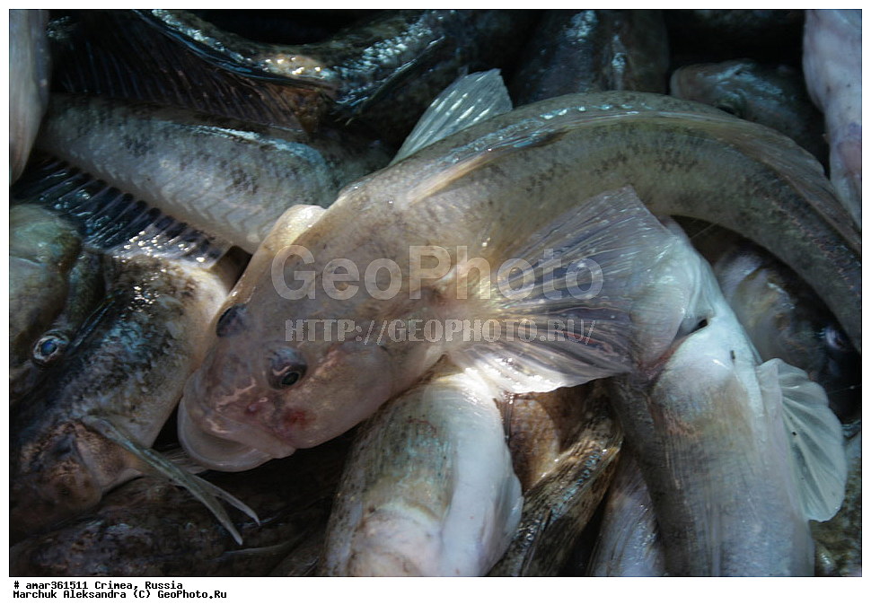 �������� ����������, ����, ������, ���������� �������, ���������� ����