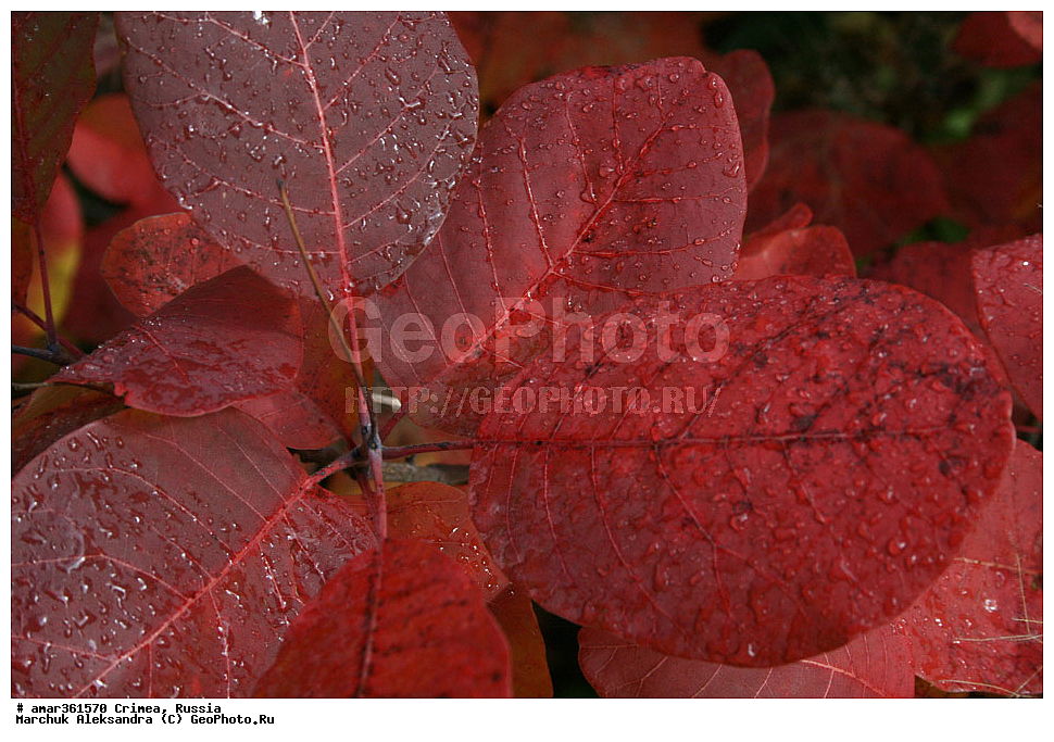 �������� ����������, ����, ������, ������ ��������, �����, ��������, ���������� ��������, ������������ ��������, ������, �����, ������, ��������, ������������ ��������, XYZ, ������������, ���������, Anacardiaceae, ������� ����������, ������� ������������, ������� ���������, ��������� ������, ���������, �����������, Cotinus coggygria