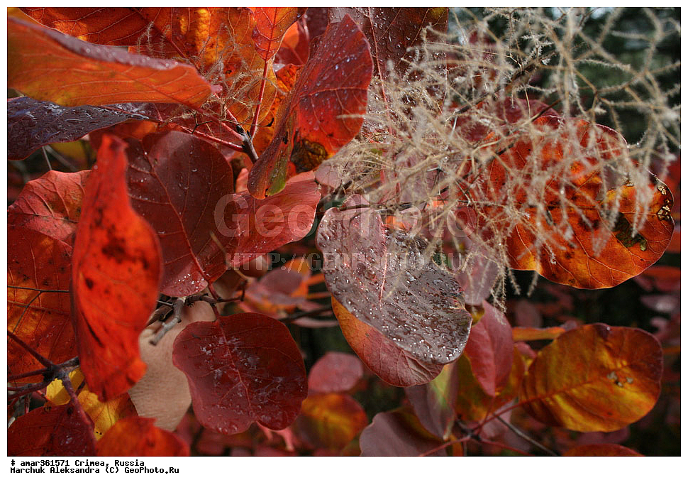 �������� ����������, ����, ������, ������ ��������, �����, ��������, ���������� ��������, ������������ ��������, ������, �����, ������, ��������, ������������ ��������, XYZ, ������������, ���������, Anacardiaceae, ������� ����������, ������� ������������, ������� ���������, ��������� ������, ���������, �����������, Cotinus coggygria