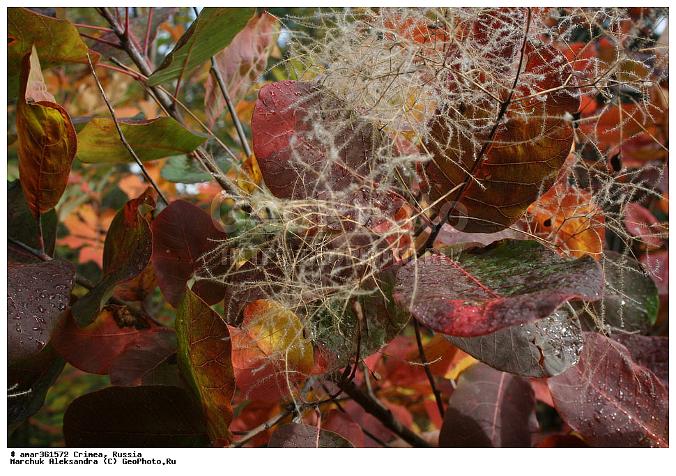 �������� ����������, ����, ������, ������ ��������, �����, ��������, ���������� ��������, ������������ ��������, ������, �����, ������, ��������, ������������ ��������, XYZ, ������������, ���������, Anacardiaceae, ������� ����������, ������� ������������, ������� ���������, ��������� ������, ���������, �����������, Cotinus coggygria