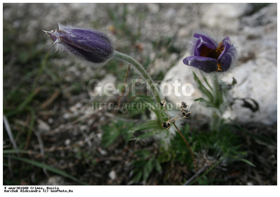 �������� ����������, ����, ������, ������ ��������, �����, ��������, ���������� ��������, ������������ ��������, ������, �����, ������, ��������, ������������ ��������, XYZ, ���������, Ranunculaceae, �������� ��������, �������� �������, �������� ������������, Pulsatilla taurica, Pulsatilla halleri