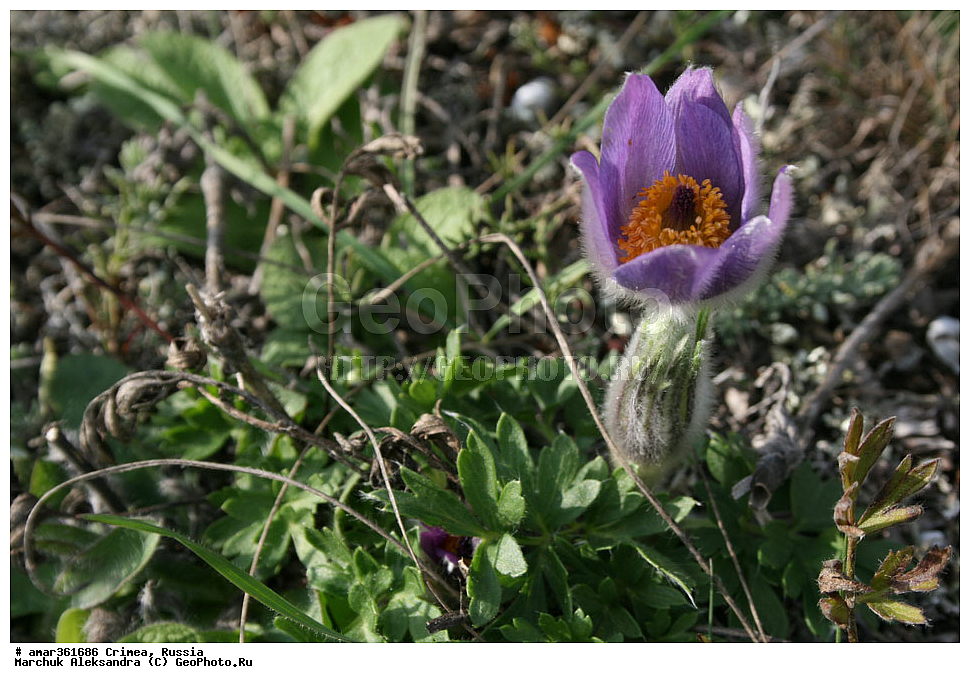 �������� ����������, ����, ������, ������ ��������, �����, ��������, ���������� ��������, ������������ ��������, ������, �����, ������, ��������, ������������ ��������, XYZ, ���������, Ranunculaceae, �������� ��������, �������� �������, �������� ������������, Pulsatilla taurica, Pulsatilla halleri