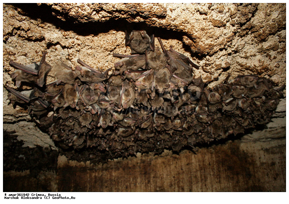 �������� ����������, ����, ������, ��������, ��������, �������������, �������������, �����, �����, �������, ������� ����, ������, �������� ��������� ����������