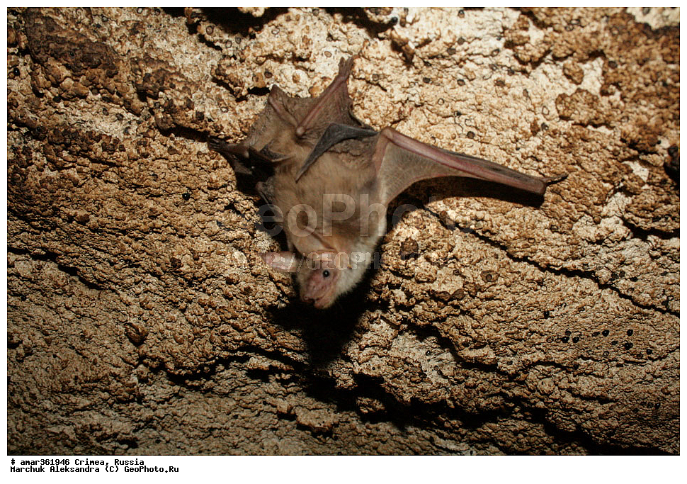 �������� ����������, ����, ������, ��������, ��������, �������������, �������������, �����, �����, �������, ������� ����, ������, �������� ��������� ����������