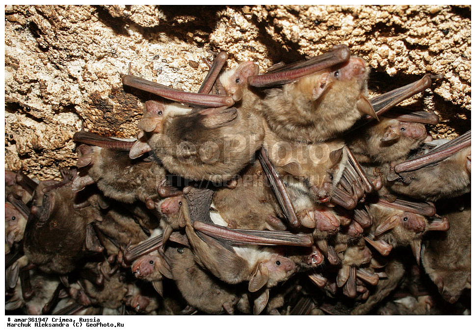 �������� ����������, ����, ������, ��������, ��������, �������������, �������������, �����, �����, �������, ������� ����, ������, �������� ��������� ����������