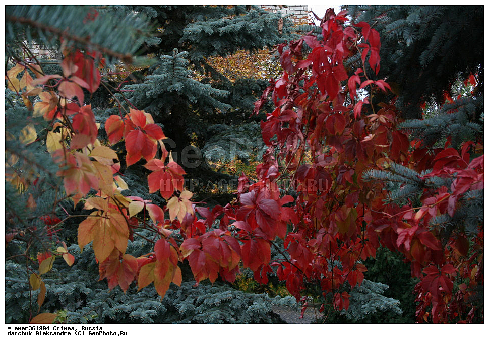 �������� ����������, ����, ������, ������ ��������, �����, ��������, ���������� ��������, ������������ ��������, ������, �����, ������, ��������, ������������ ��������, XYZ, ������������, �����������, ���������, Vitaceae, �������� ����������, ������� �������� ���������������, Parthenocissus quinquefolia