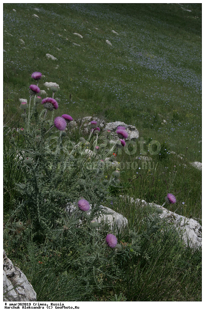 �������� ����������, ����, ������, ��������, ������������� �����, ���������. ������ ����, �������� ��������� ����������