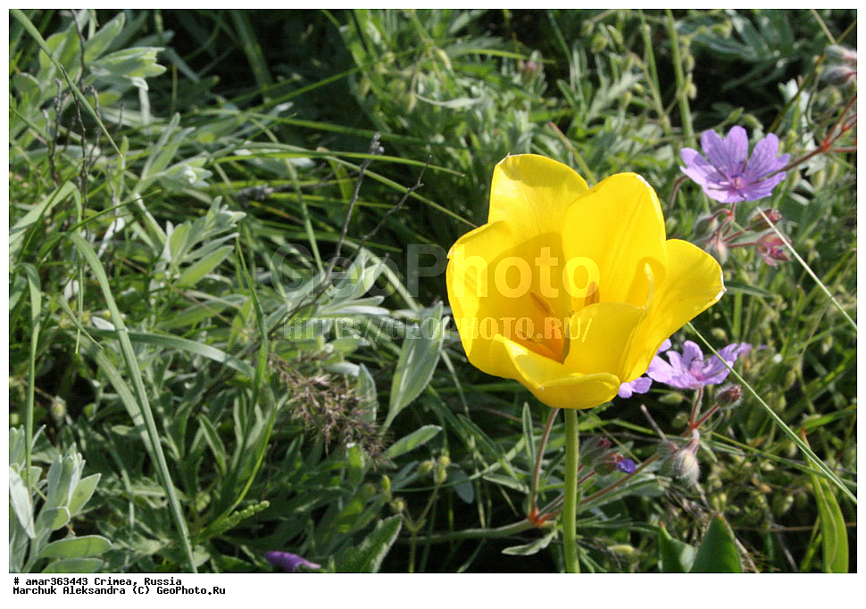 �������� ����������, ����, ������, �����, �������� ����������