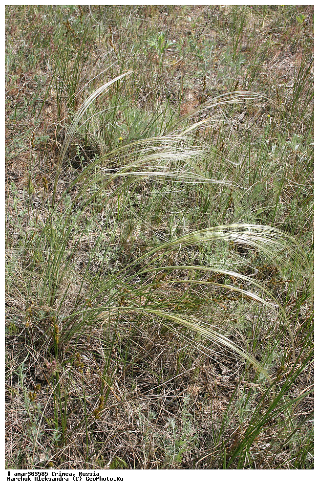 �������� ����������, ����, ������, ������ ��������, �����, ��������, ���������� ��������, ������������ ��������, ������, �����, �����, ��������