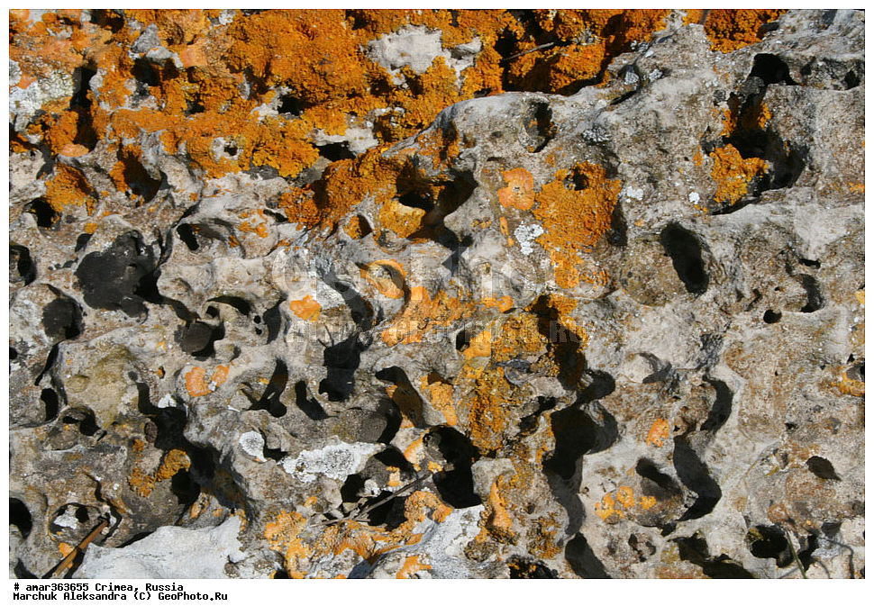 �������� ����������, ����, ������, �������������