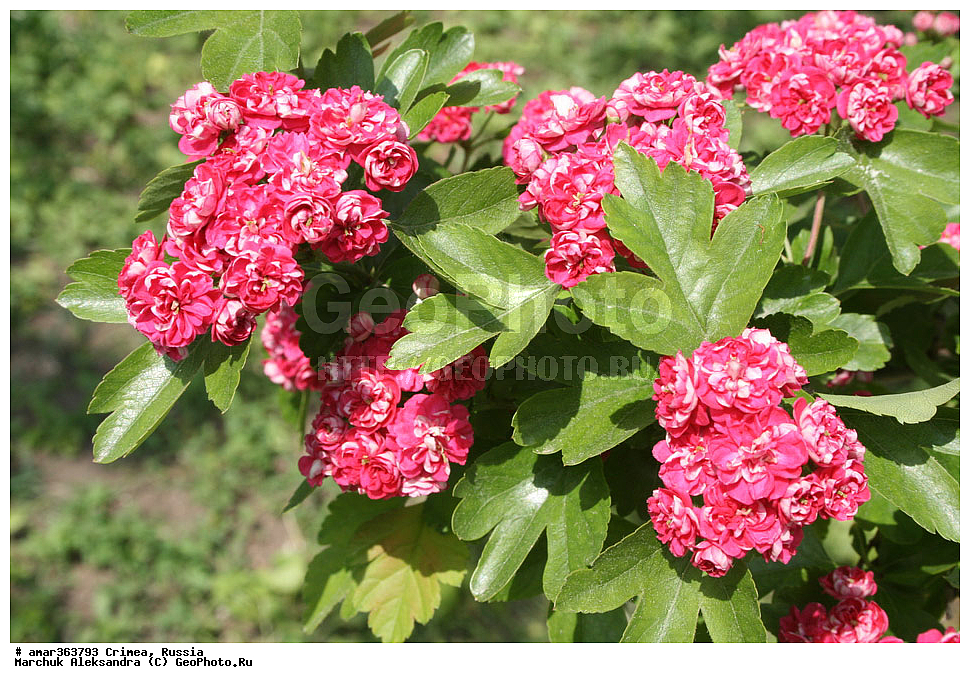 �������� ����������, ����, ������, ������ ��������, �����, ��������, ���������� ��������, ������������ ��������, ������, �����, ������, ��������, ������������ ��������, XYZ, ������������, �������, �����������, Rosaceae, ��������� ����������, ��������� ����������, ��������� ������������, ����, Crataegus laevigata, Crataegus oxyacantha, Mespilus laevigata