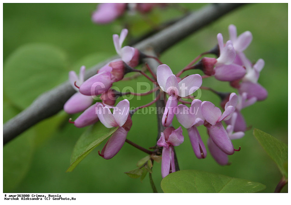 �������� ����������, ����, ������, ������ ��������, �����, ��������, ���������� ��������, ������������ ��������, ������, �����, ������, ��������, ������������ ��������, XYZ, �������, �����������, Fabaceae, Fabaceae, Leguminosae, Papilionaceae, �������� ��������, �������� �����������, ������ �����������, ������ ��������, ������ �������������, ������ ������, Cercis siliquastrum